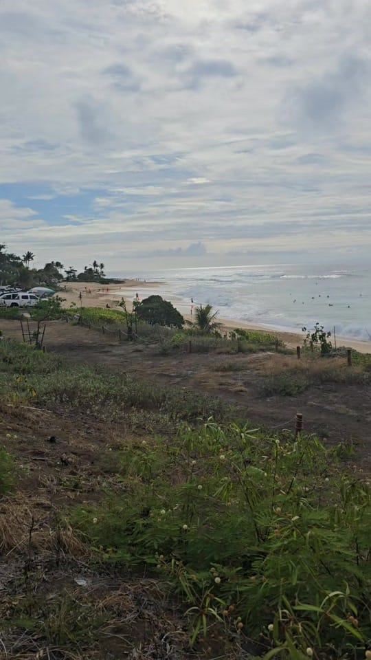 Post 7 by AlohaBruce on TikTok (video)