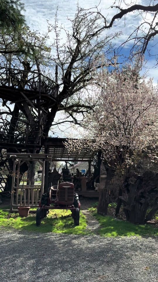 Post 3 by It’s a Burl on TikTok (video)