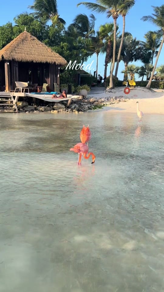 Post 1 by Whitney Nichole on TikTok (video)