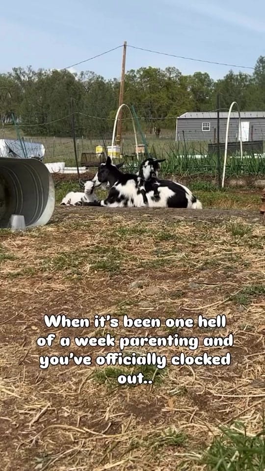 Post 6 by The Urban Ladybug Farm on TikTok (video)