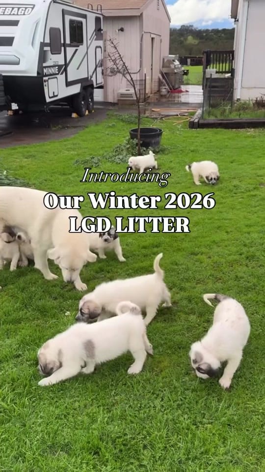 Post 2 by The Urban Ladybug Farm on TikTok (video)