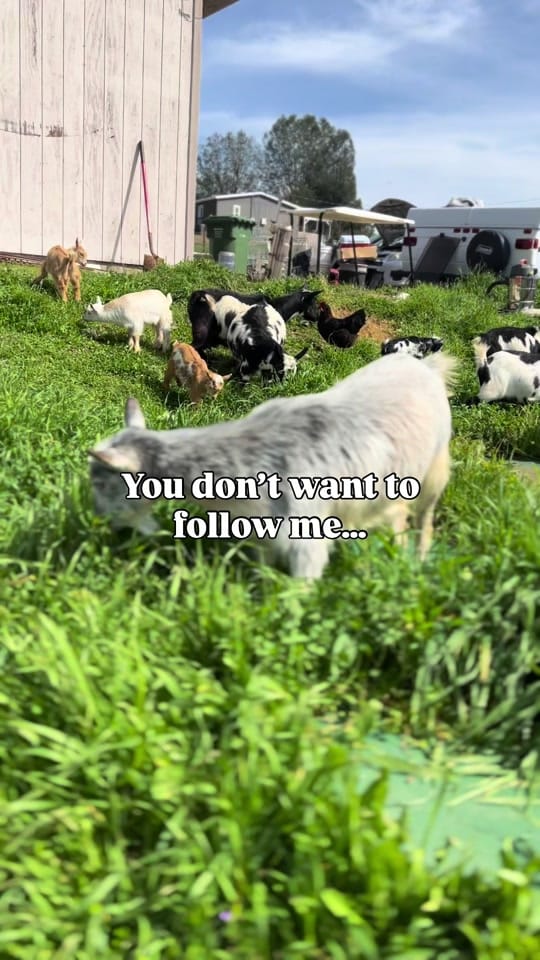Post 8 by The Urban Ladybug Farm on TikTok (video)
