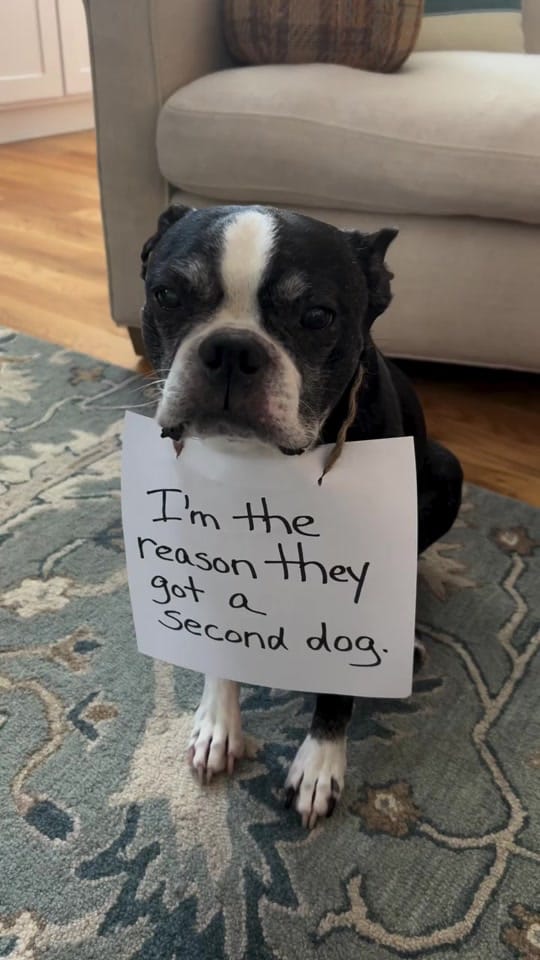 Post 8 by boston.terrier.shop on TikTok (video)