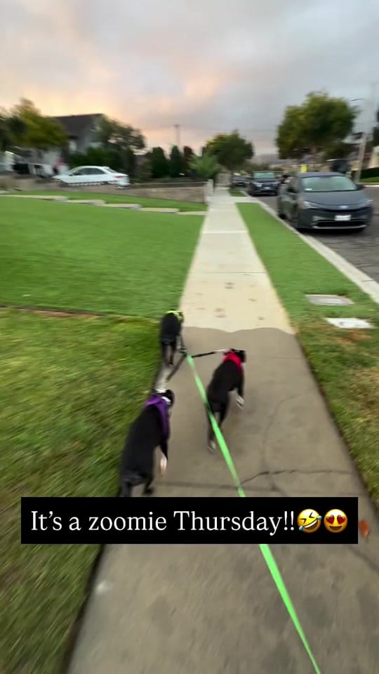 Post 9 by boston.terrier.shop on TikTok (video)