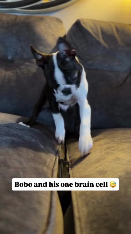 Post 2 by boston.terrier.shop on TikTok (video)