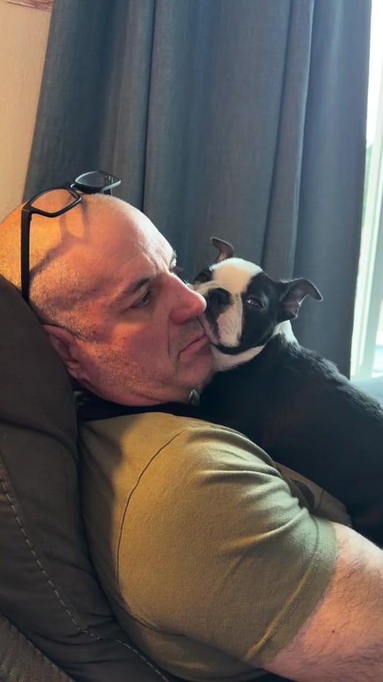 Post 5 by boston.terrier.shop on TikTok (video)