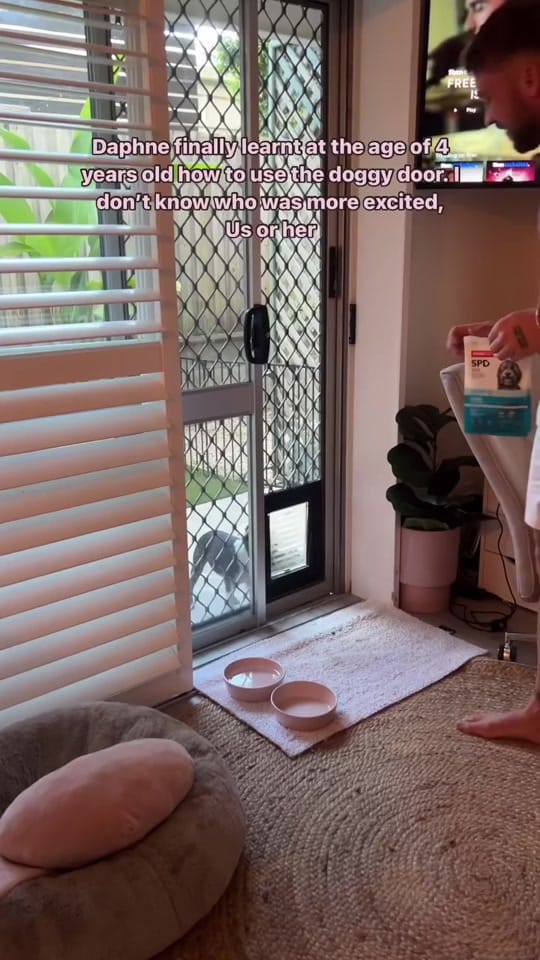 Post 10 by boston.terrier.shop on TikTok (video)