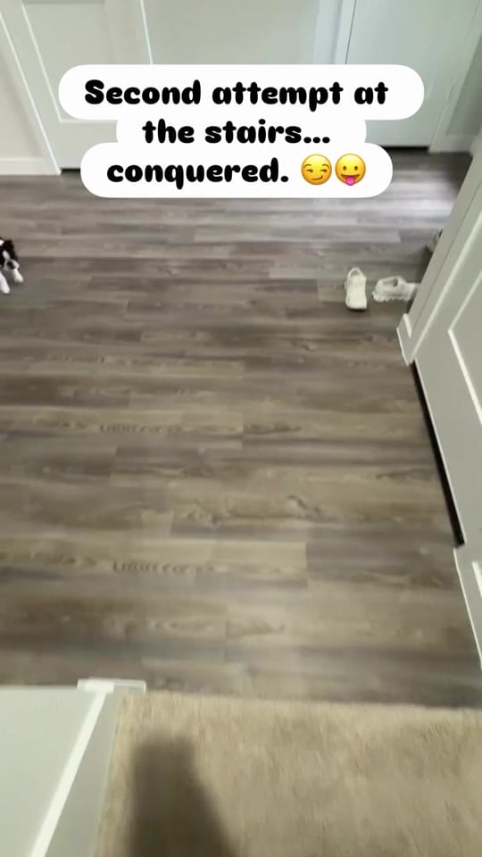 Post 4 by boston.terrier.shop on TikTok (video)
