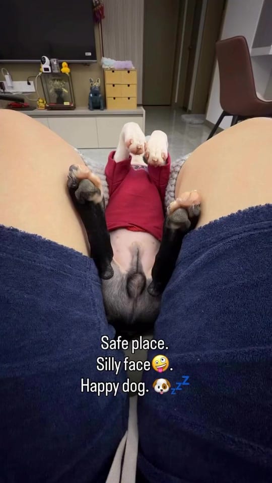 Post 3 by boston.terrier.shop on TikTok (video)