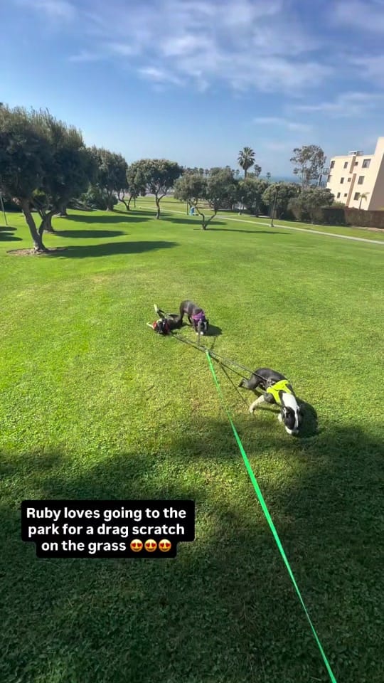 Post 6 by boston.terrier.shop on TikTok (video)
