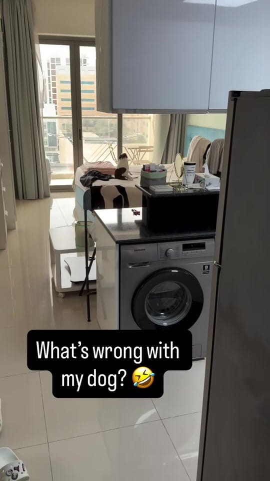 Post 1 by boston.terrier.shop on TikTok (video)