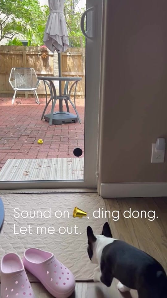 Post 7 by boston.terrier.shop on TikTok (video)