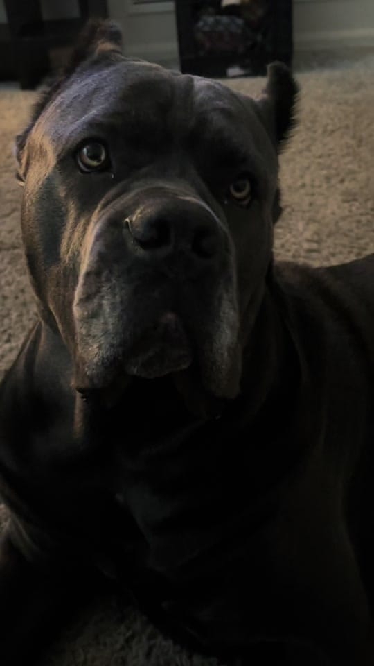 Post 8 by DeeBo on TikTok (video)