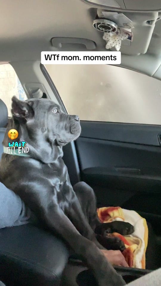 Post 10 by DeeBo on TikTok (video)