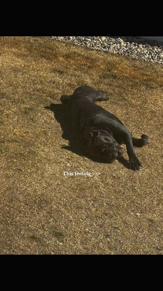 Post 3 by DeeBo on TikTok (video)