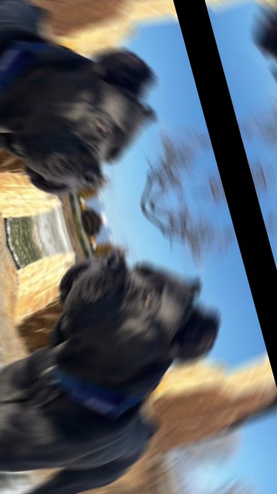 Post 1 by DeeBo on TikTok (video)