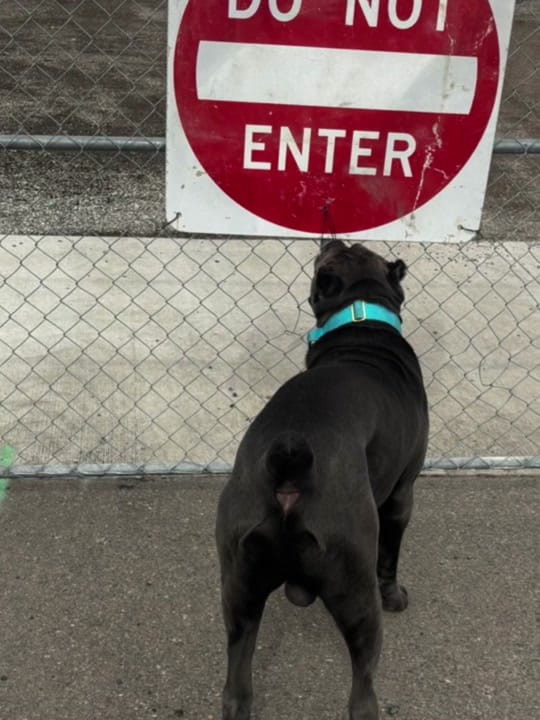 Post 4 by DeeBo on TikTok (video)