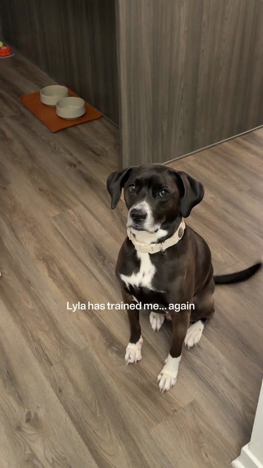Post 9 by Isabella Lanter on TikTok (video)