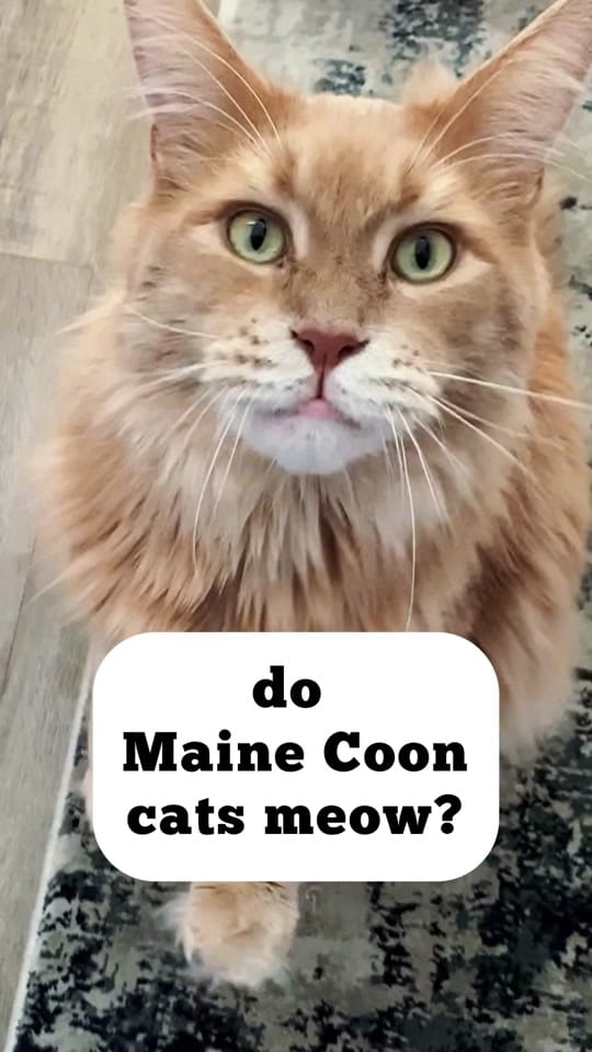 Post 9 by LouieTheBigCat on TikTok (video)