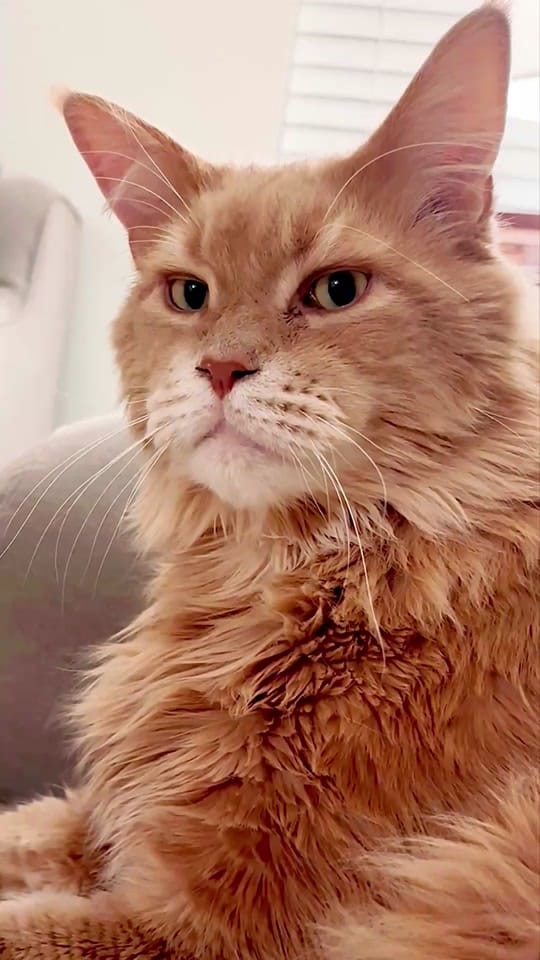 Post 1 by LouieTheBigCat on TikTok (video)