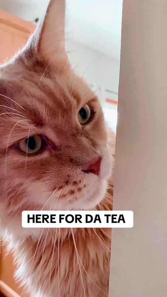 Post 7 by LouieTheBigCat on TikTok (video)