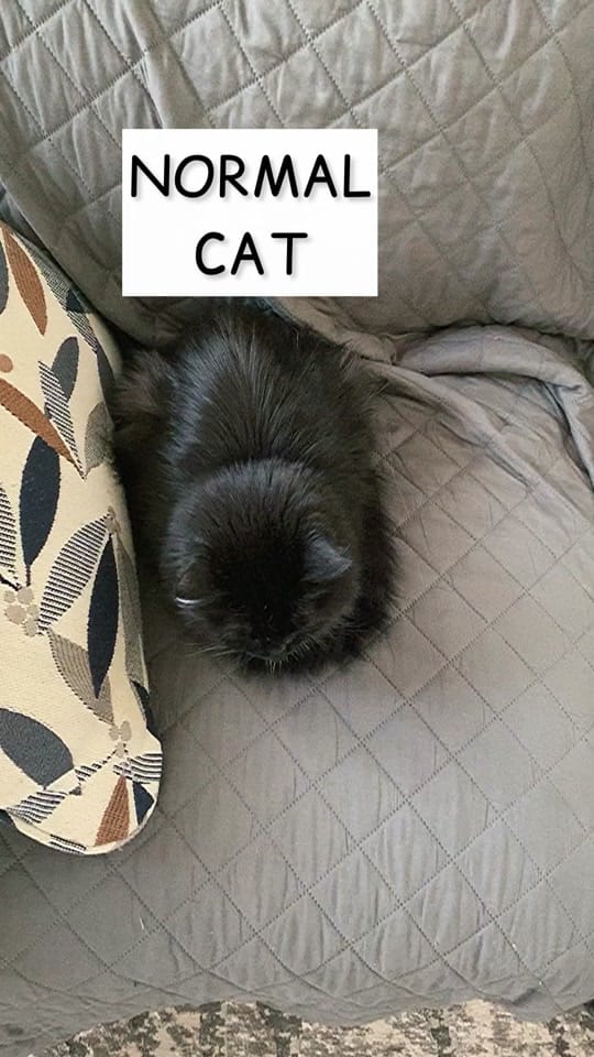Post 10 by LouieTheBigCat on TikTok (video)