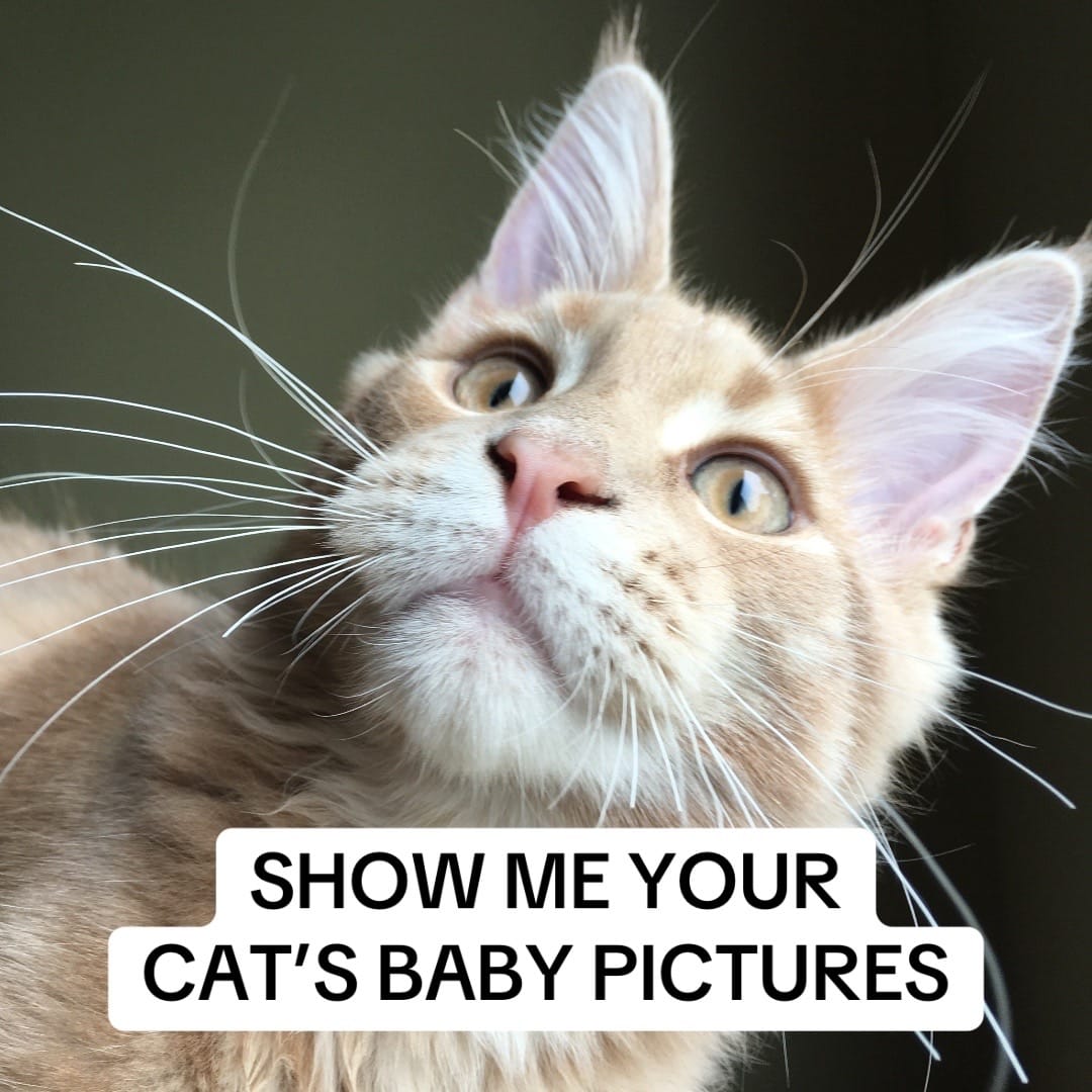 Post 4 by LouieTheBigCat on TikTok (video)