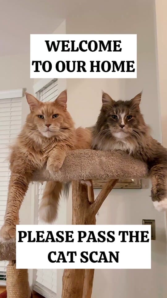 Post 6 by LouieTheBigCat on TikTok (video)