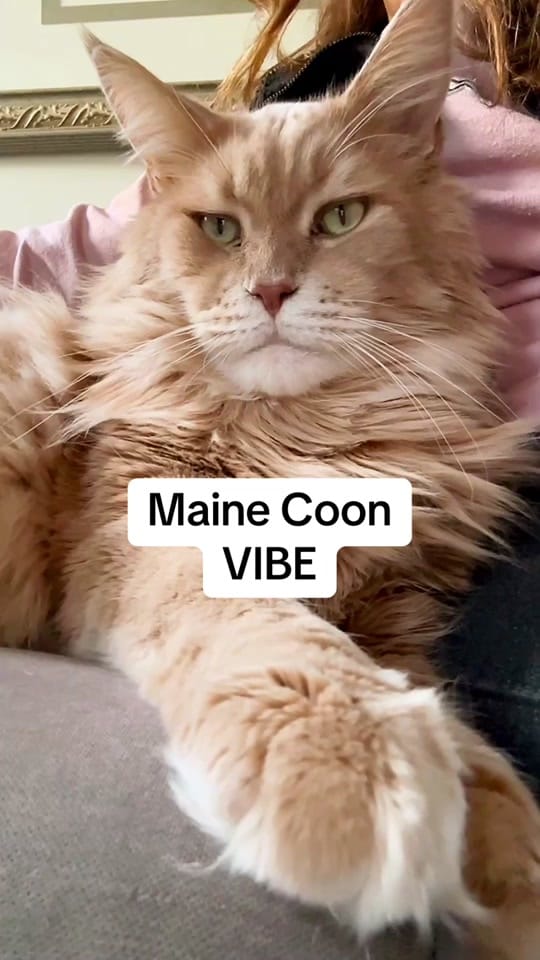 Post 8 by LouieTheBigCat on TikTok (video)