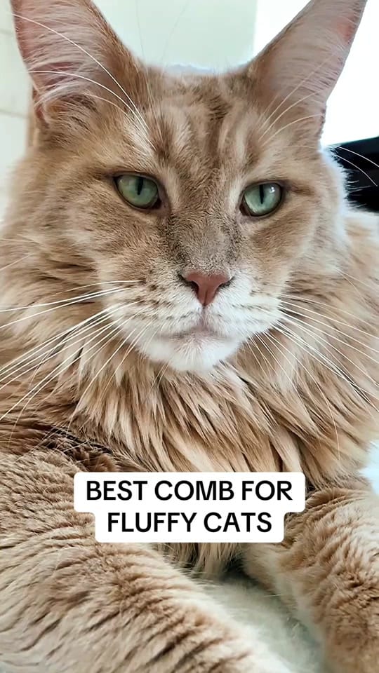 Post 2 by LouieTheBigCat on TikTok (video)