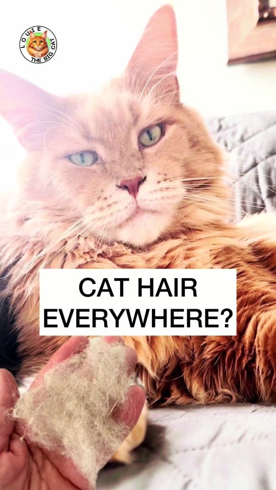 Post 3 by LouieTheBigCat on TikTok (video)