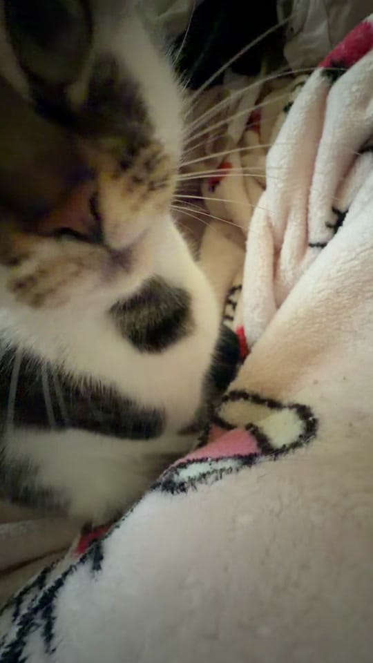 Post 2 by shortstacks on TikTok (video)
