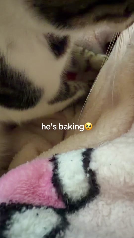 Post 1 by shortstacks on TikTok (video)