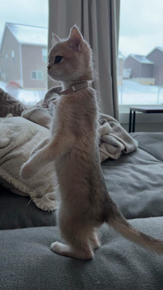 Post 2 by Katie Marble on TikTok (video)