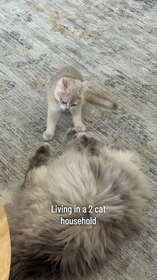 Post 6 by Katie Marble on TikTok (video)