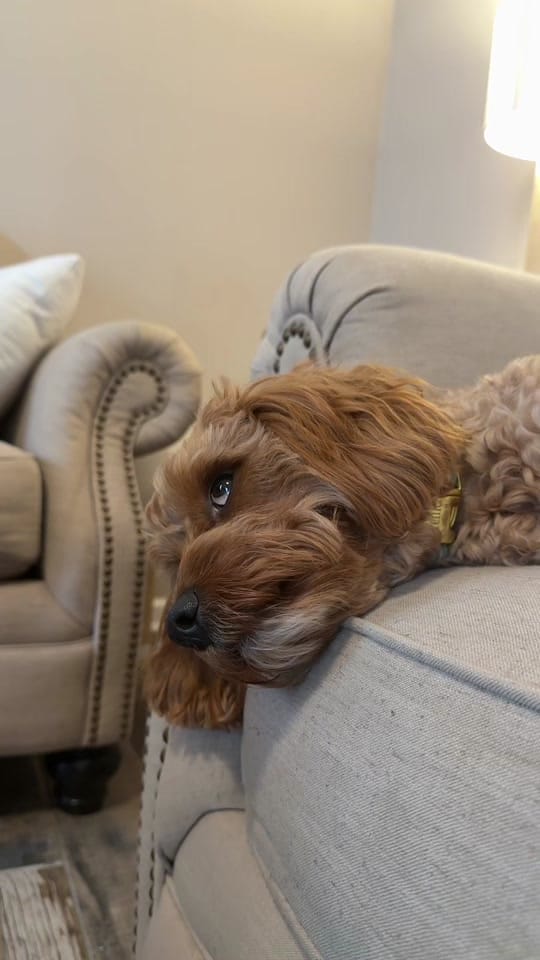 Post 5 by Jenna Utterback on TikTok (video)