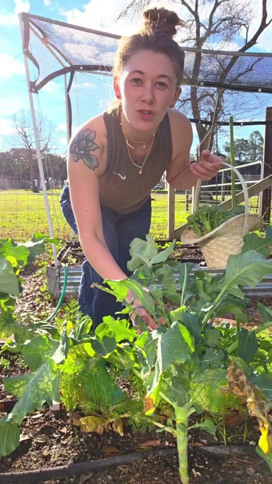 Post 1 by texasbougiegarden on TikTok (video)