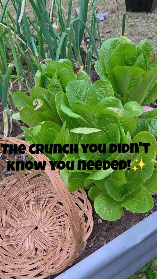 Post 8 by texasbougiegarden on TikTok (video)
