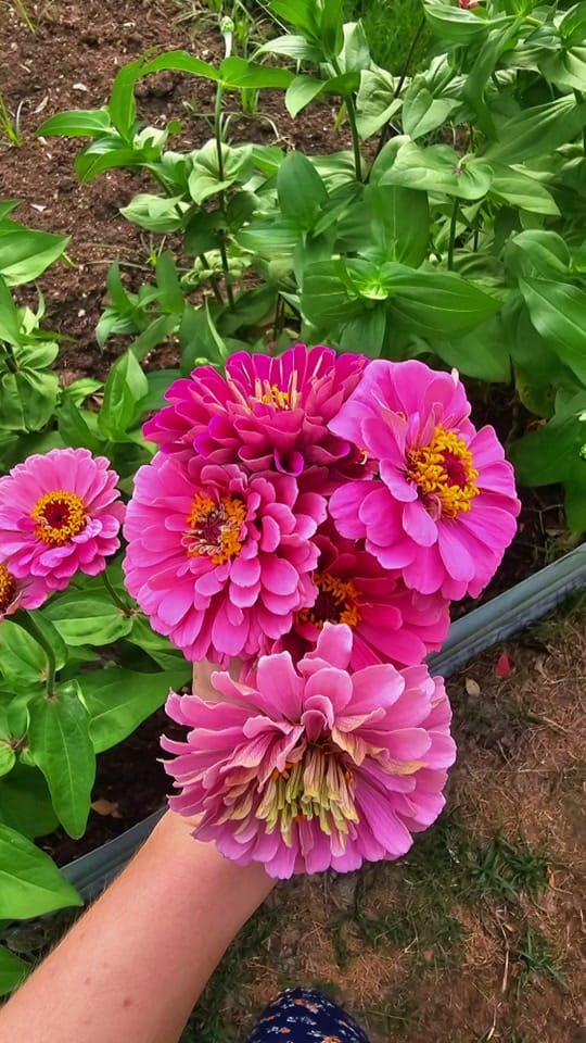 Post 10 by texasbougiegarden on TikTok (video)