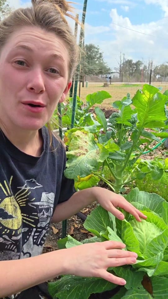 Post 2 by texasbougiegarden on TikTok (video)