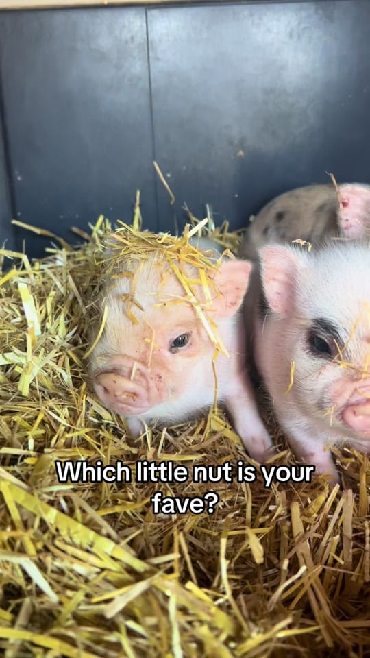 Post 8 by Moon Child Mini Farm on TikTok (video)