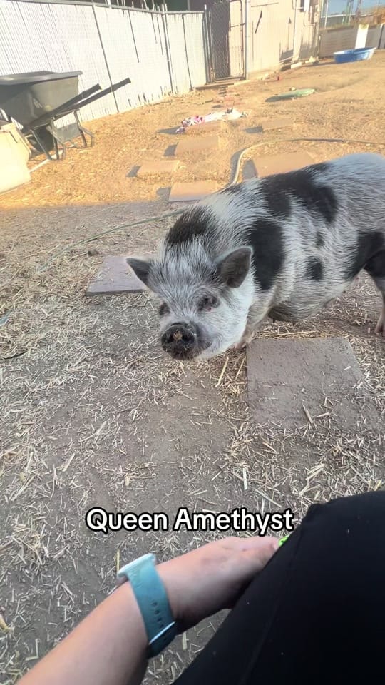 Post 3 by Moon Child Mini Farm on TikTok (video)