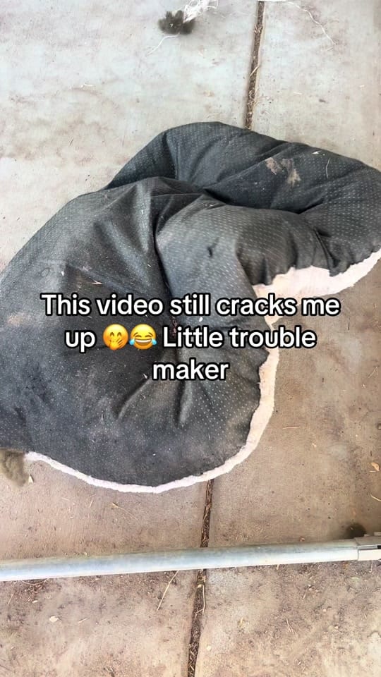 Post 9 by Moon Child Mini Farm on TikTok (video)