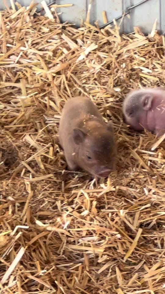 Post 10 by Moon Child Mini Farm on TikTok (video)