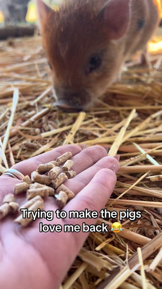 Post 2 by Moon Child Mini Farm on TikTok (video)