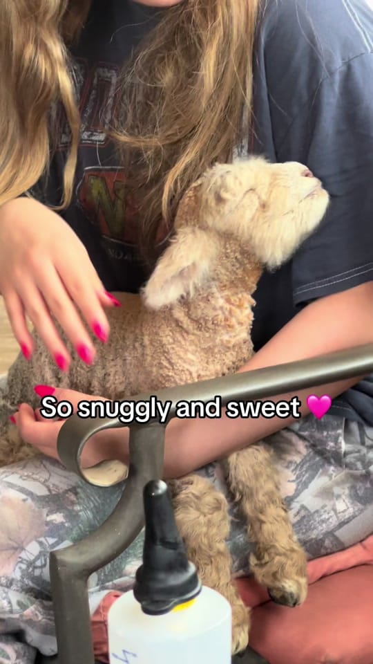 Post 4 by Moon Child Mini Farm on TikTok (video)