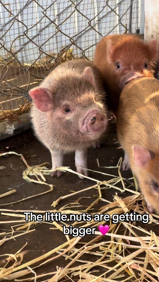 Post 6 by Moon Child Mini Farm on TikTok (video)