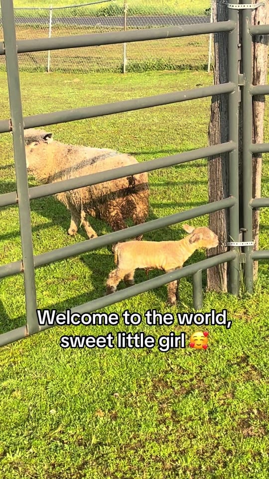 Post 1 by Moon Child Mini Farm on TikTok (video)