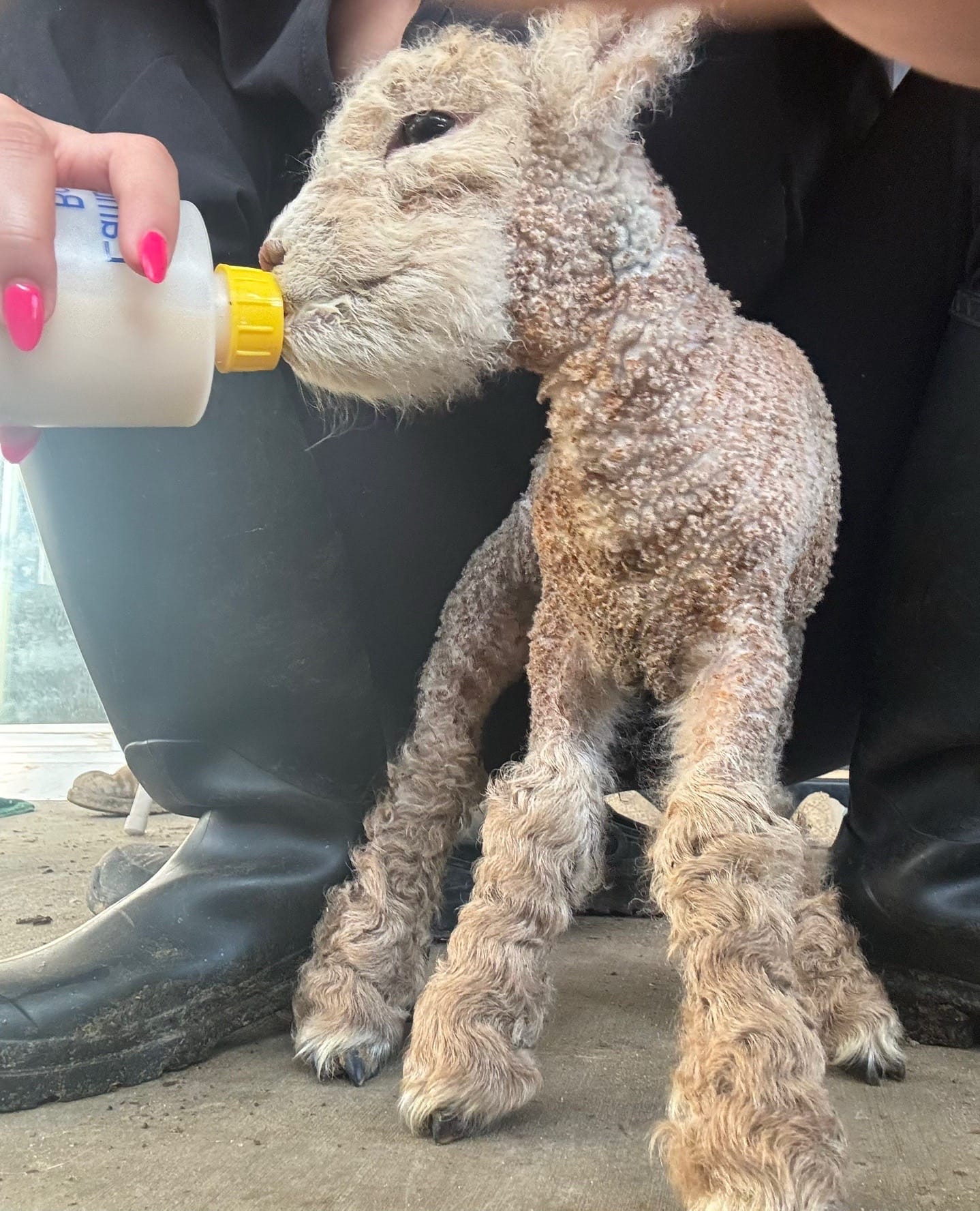 Post 7 by Moon Child Mini Farm on TikTok (video)