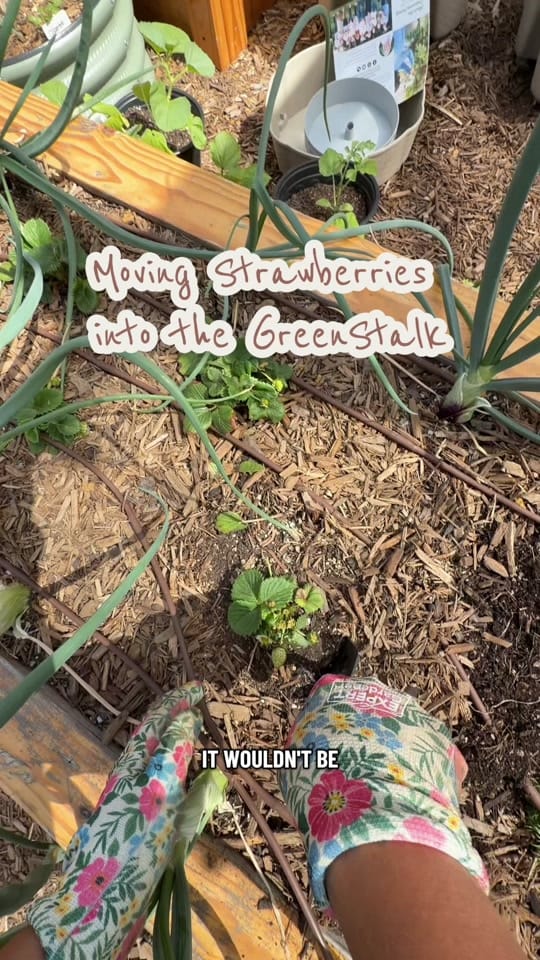 Post 1 by esme🪴| home.garden.hens on TikTok (video)